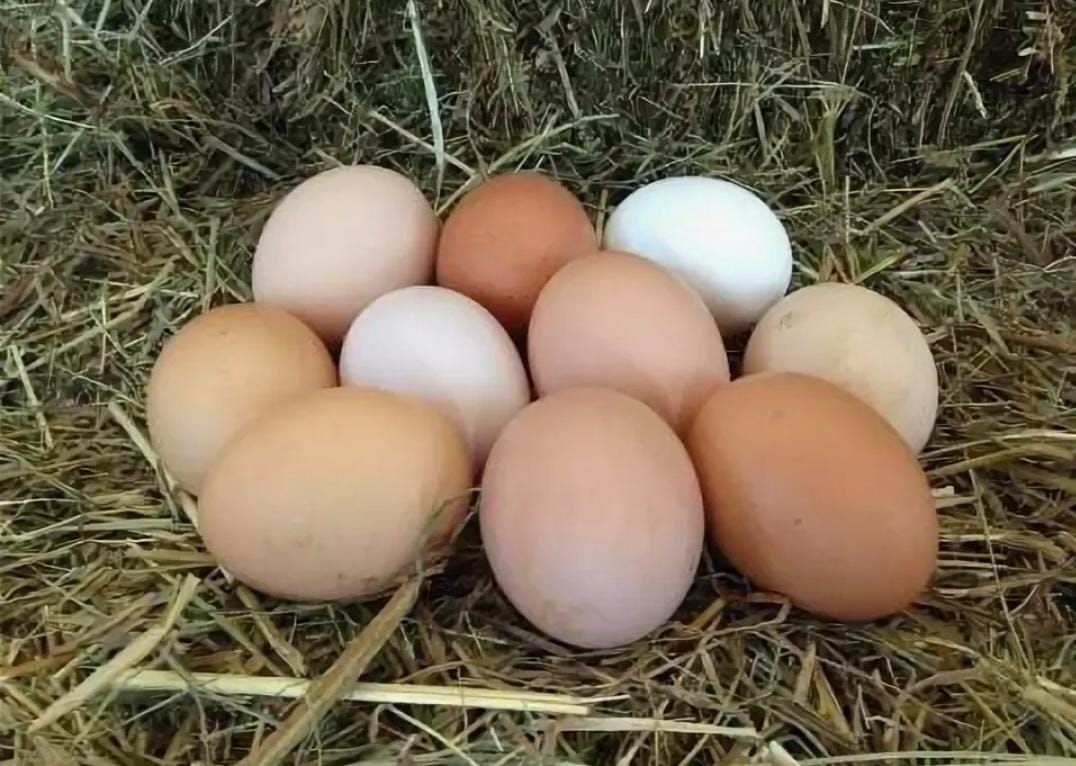 Яйца в лотке